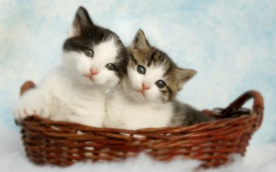 Copywriting and cats