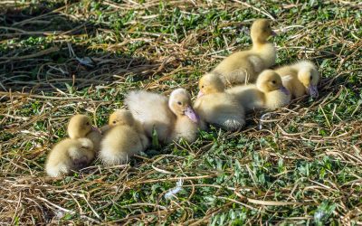 Free 100% awesome blog copywriting template