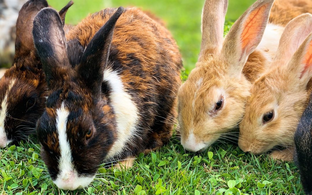 Freelance Writer’s Survival Kit